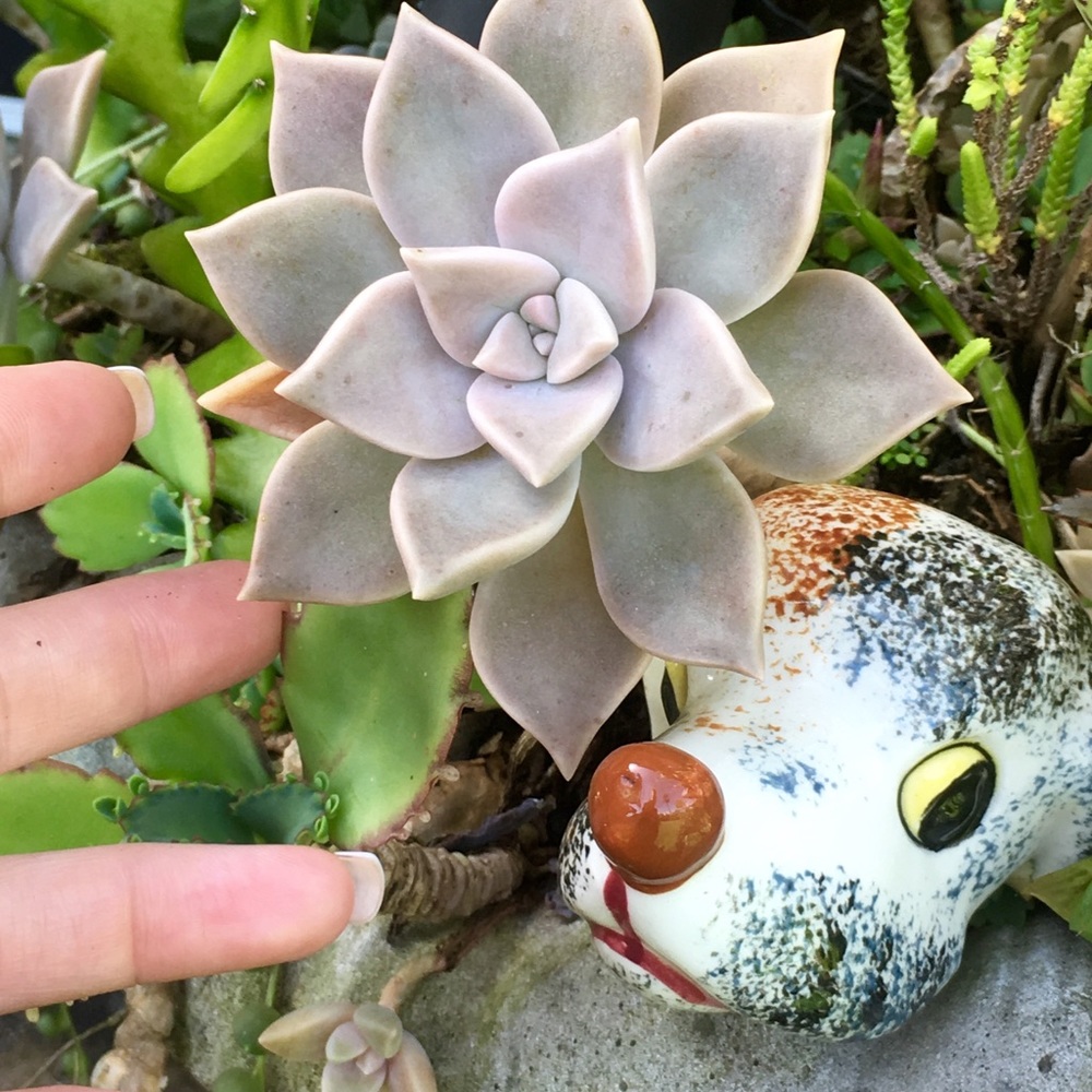 (6) Six Real Ghost plant succulent leaves plantlets